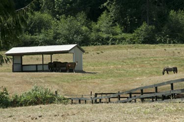 Pasture